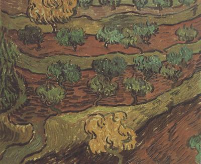 Vincent Van Gogh Olive Trees against a Slope of a Hill (nn04) oil painting image